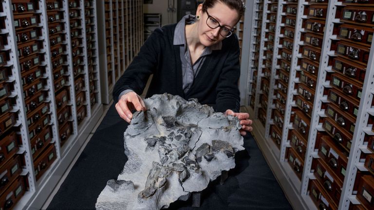 Dr Elsa Panciroli with the Elgol dinosaur fossil. Pic: NMS/Neil Hanna