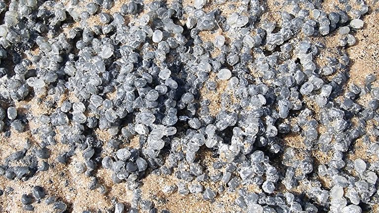 Nurdles at the Titchwell Marsh reserve. Pic: RSPB