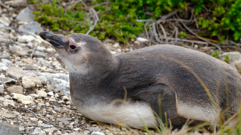 Magellanic Penguin Chick