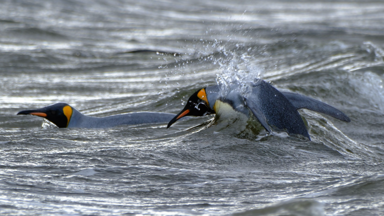 Pingüinos en el agua