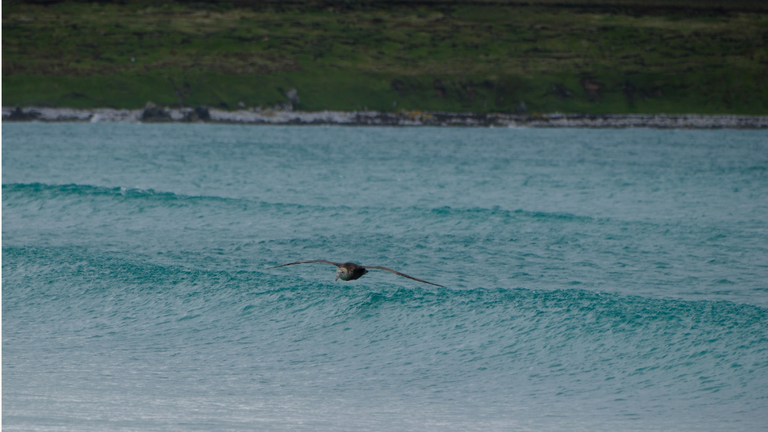 Giant petrel