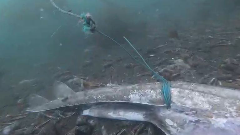 Rope tied around a dead flapper skate on the seabed