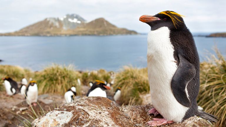 Macaroni penguin (Eudyptes chrysolophus) on the coast of South Georgia Island. Pic:CTK/AP