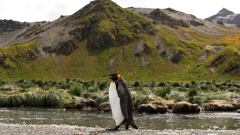 King Penguin Wadidles on Thursday, February 1, 2018 in Gold Harbor, in southern Georgia. (RIC TAPIA via AP)