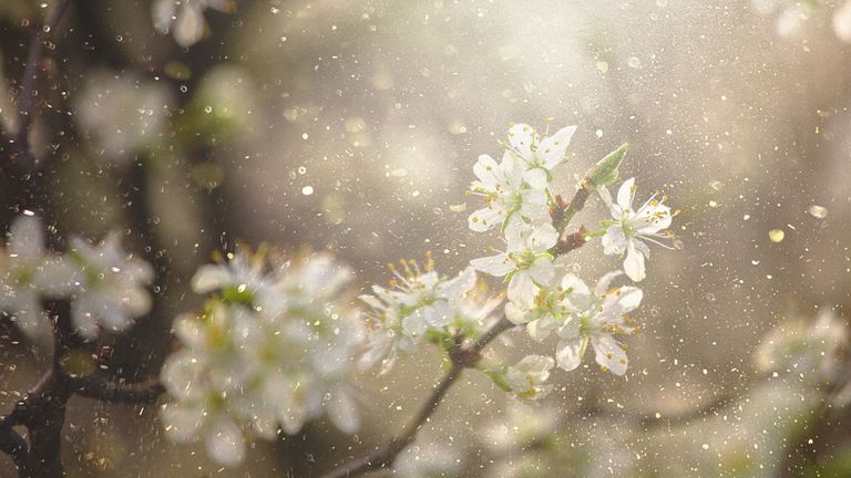 Fine dusting of pollen covers flowers. Pic: iStock