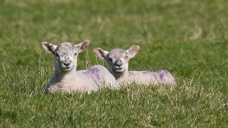 Lambs in the sunshine in Bishop's Itchington, Warwickshire. Pic: PA