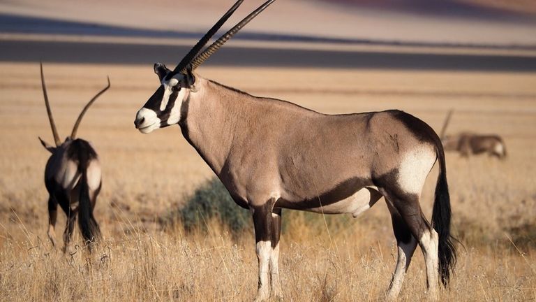Whipsnade Zoo has helped repopulate oryx in Chad