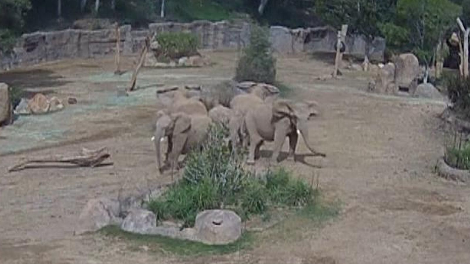 Elephants At San Diego Zoo During Earthquake