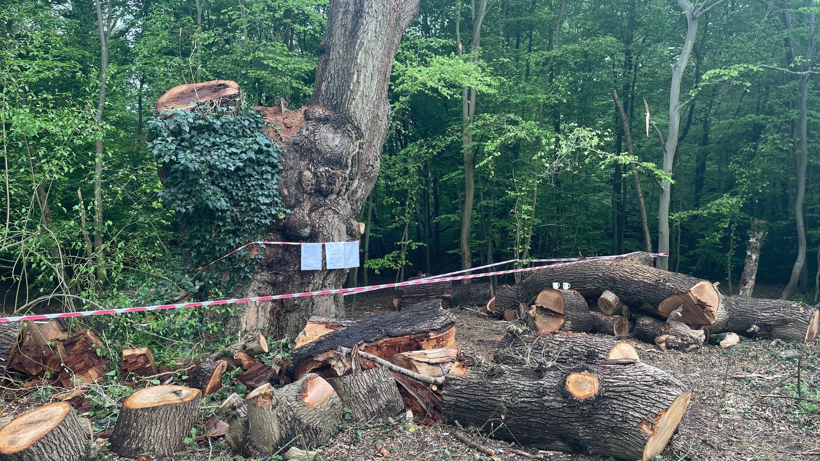 'Outraged' Enfield Council leader seeking legal advice over Toby Carvery tree felling
