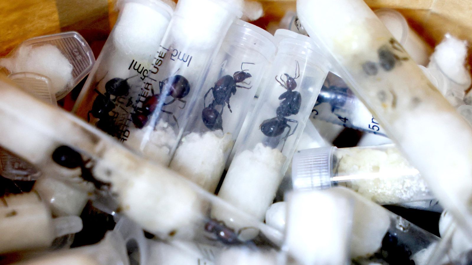 'Ant gang' sentenced for smuggling thousands of live insects in Kenya