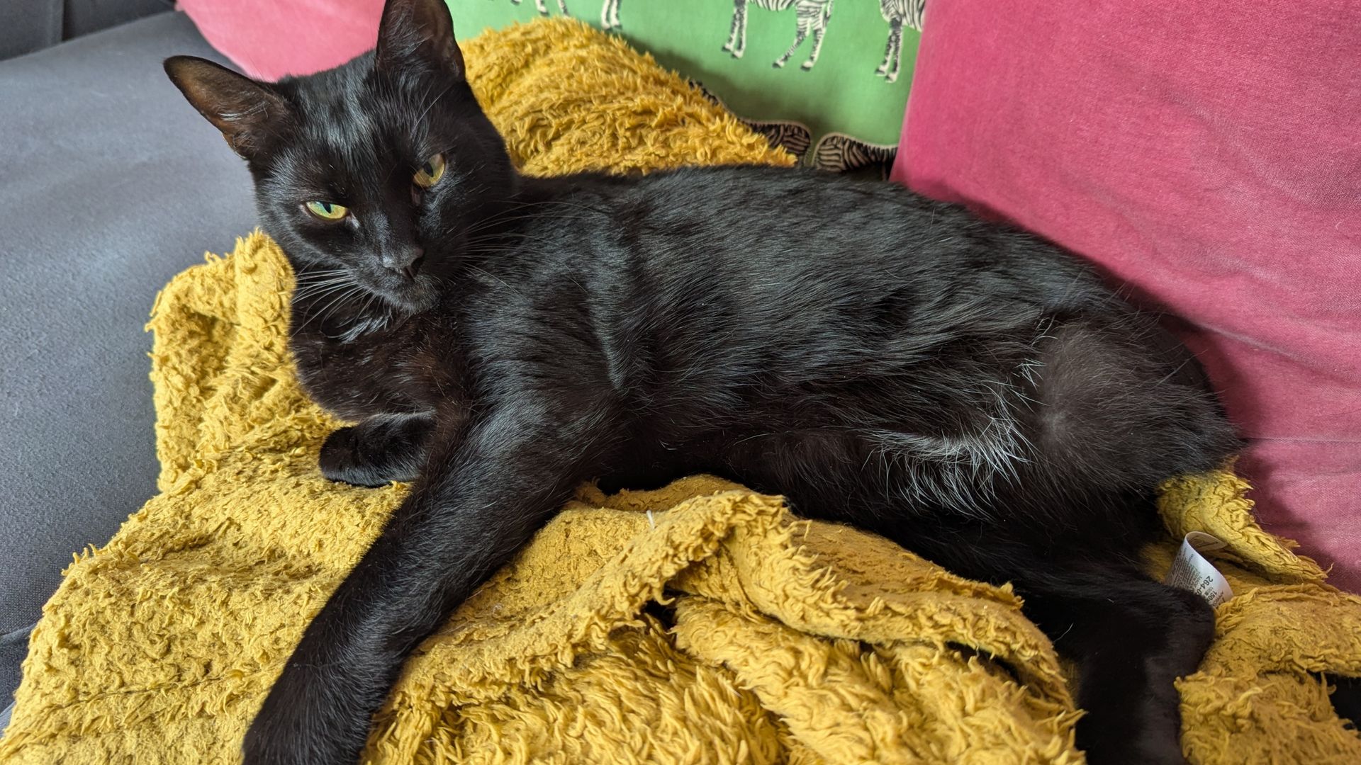 Cat has ‘back end almost cut off’ by train – but makes miraculous surgery recovery