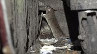 A rat filmed by Sky News crews on the streets of Birmingham
