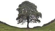 An image of the Sycamore Gap standing, which was shown in evidence. This image was taken at approx. 5.20pm on Wednesday 27 September 2023.
Pic: CPS