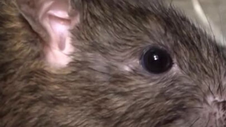 Rats spotted in Birmingham.