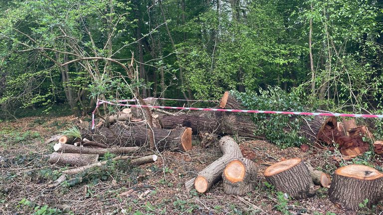 Remains of an oak tree felled by Toby Carvery in Enfield
pic taken by Victoria Seabrook 