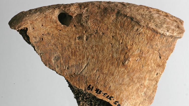 Bite marks from a large cat found on the pelvis of a Roman-era skeleton in York. Pic: Durham University/PA