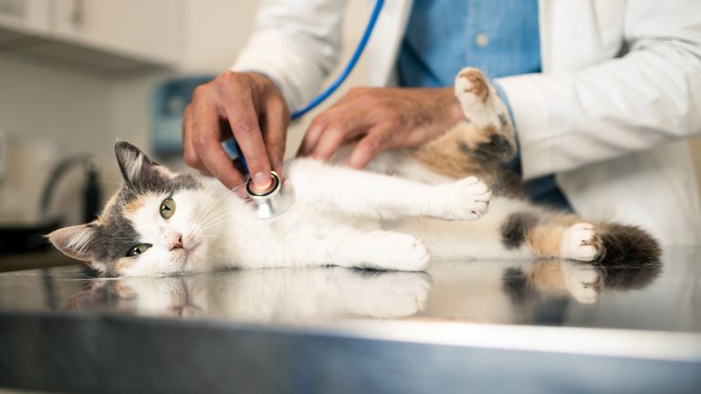 Do you think you've got what it takes to be a vet?