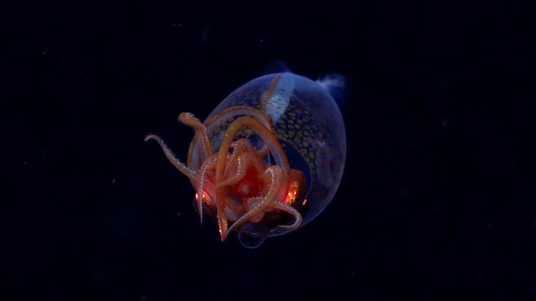 Scientists capture first ever video of colossal squid in its natural