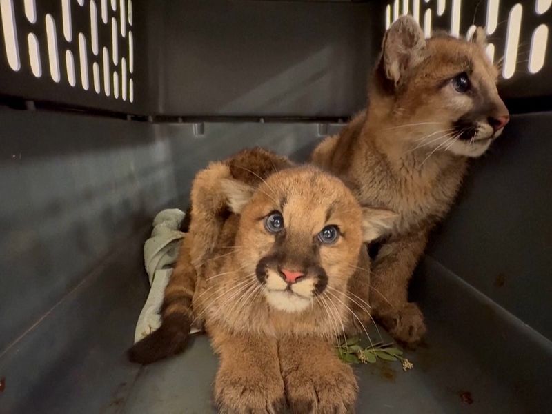 Zoo rescues mountain lion cub found trapped in fence in California