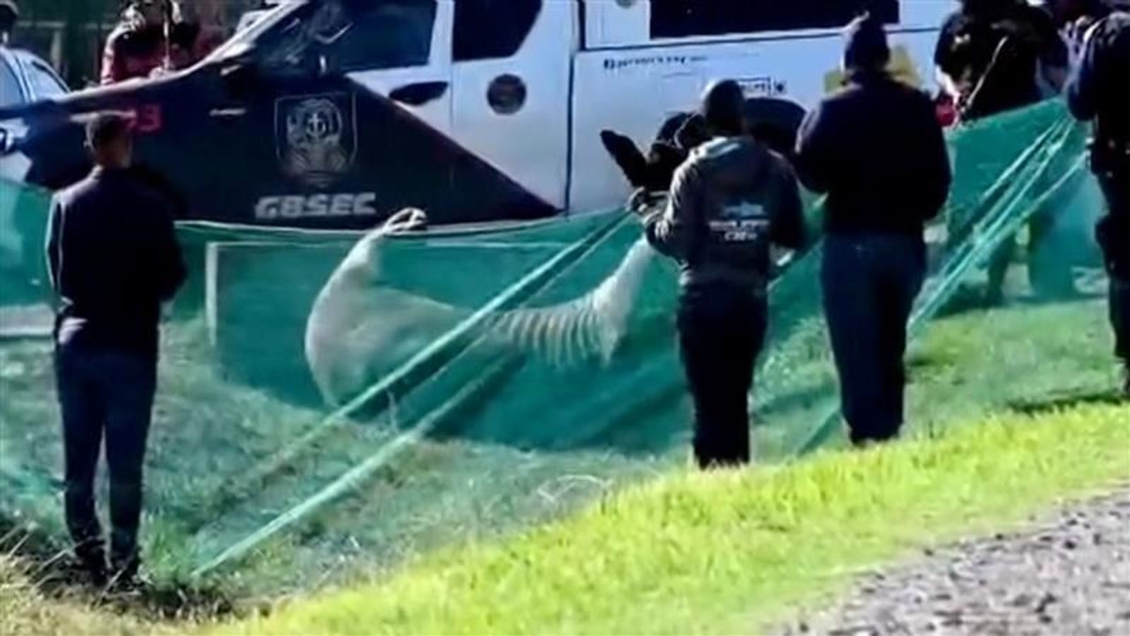 Young Elephant Seal Safely Rescued in Gordon's Bay