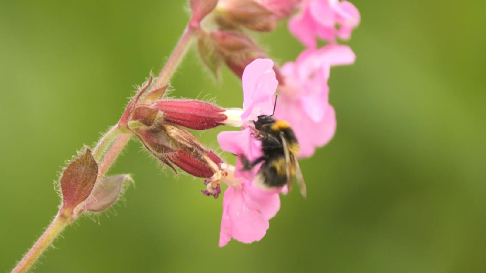 Scientists embark on crucial study to save Britain's bees