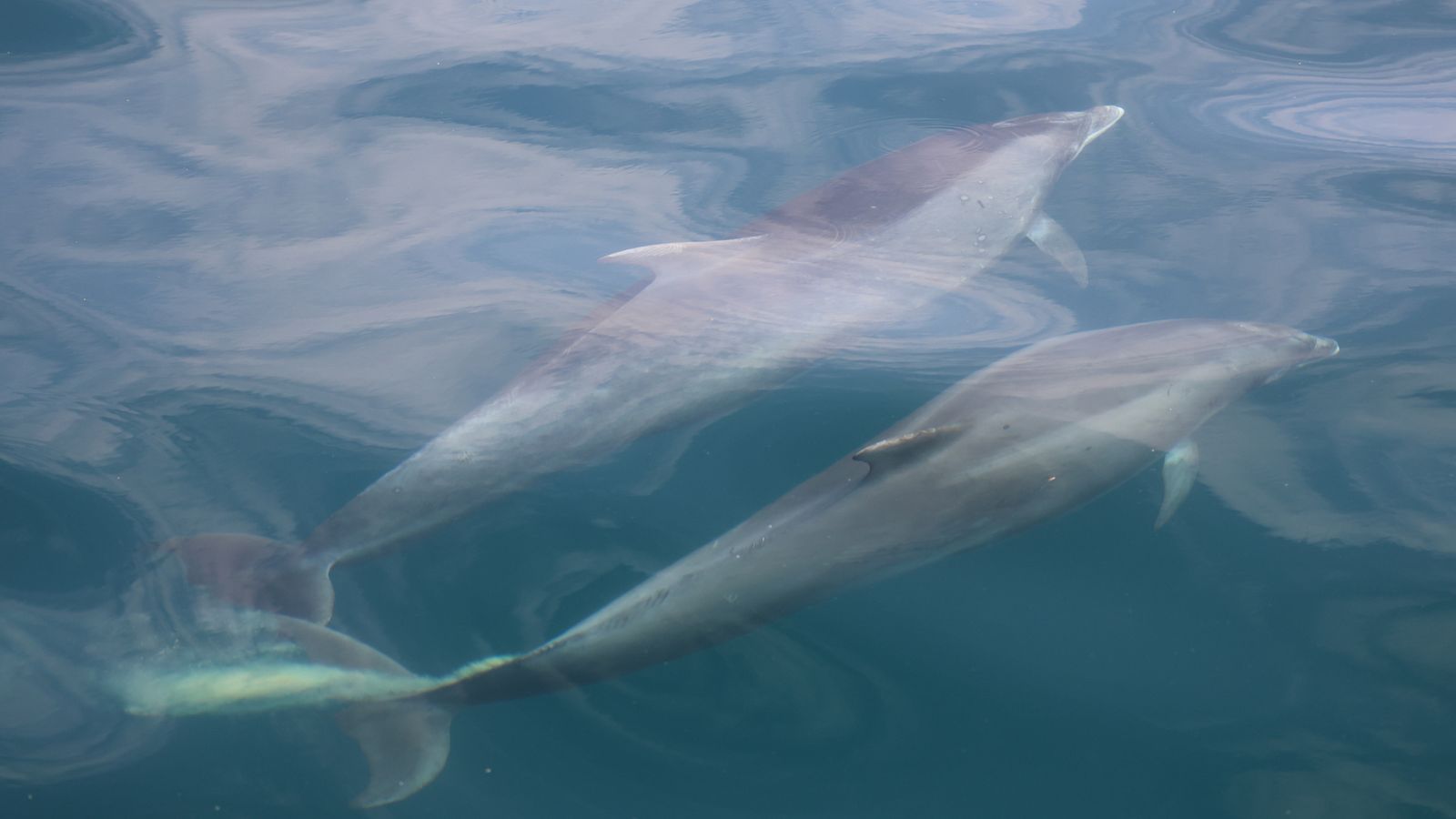 What do dolphins get up to beneath the waves? Their poo has the answers
