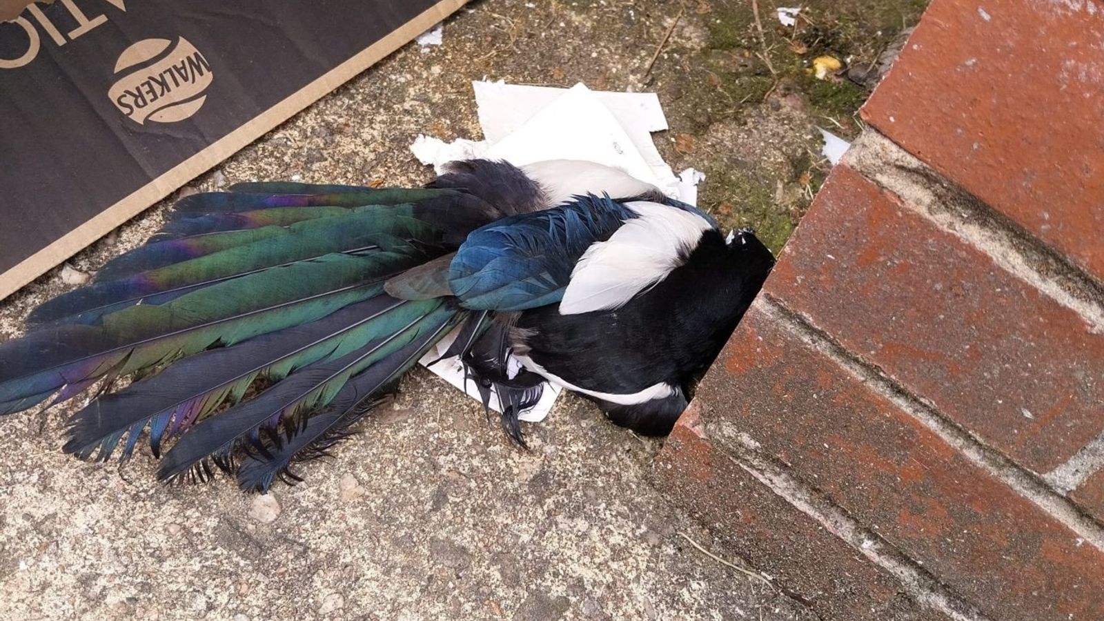 Magpie bird euthanised after getting stuck in illegal glue trap in Glasgow