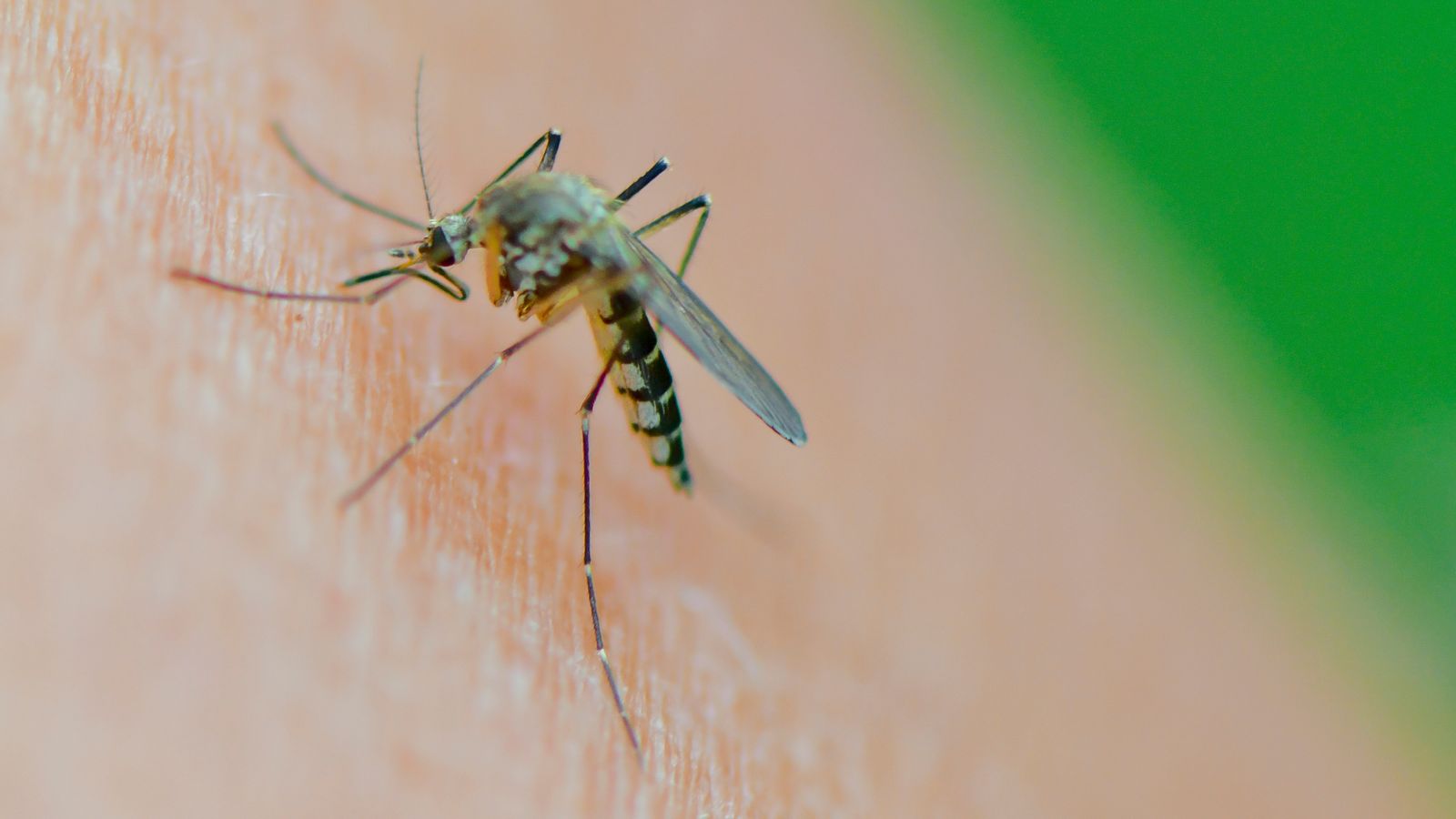 West Nile virus found in UK mosquitos for first time