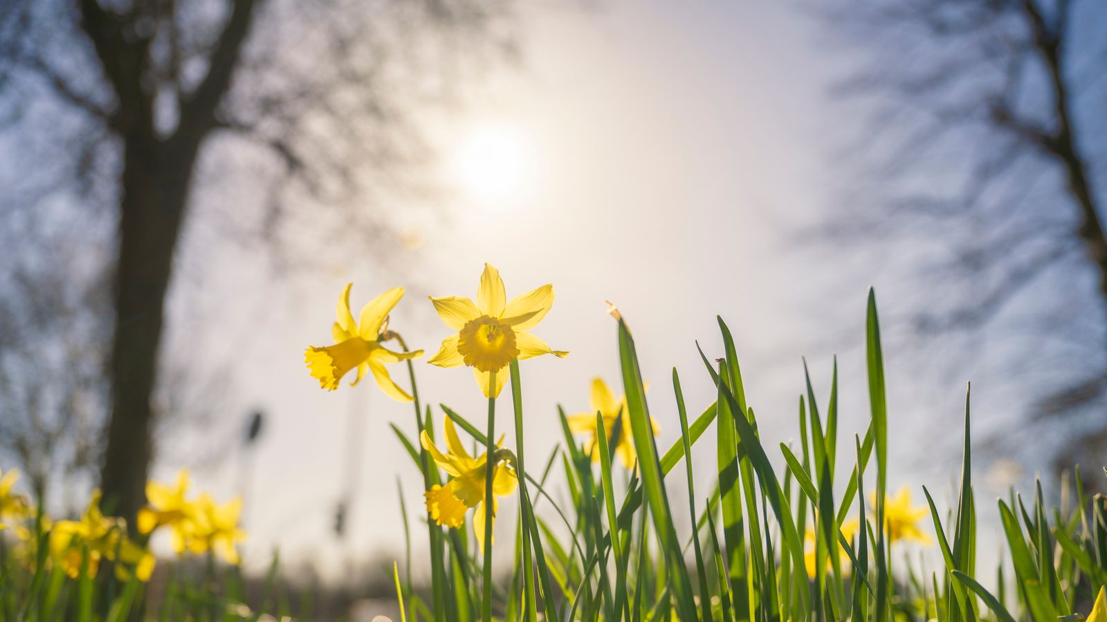 UK has its sunniest spring since records began, Met Office says