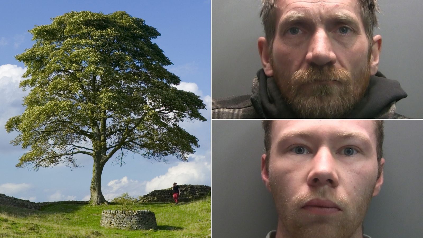 Two men found guilty of cutting down famous Sycamore Gap tree Two men found guilty of cutting down famous Sycamore Gap tree