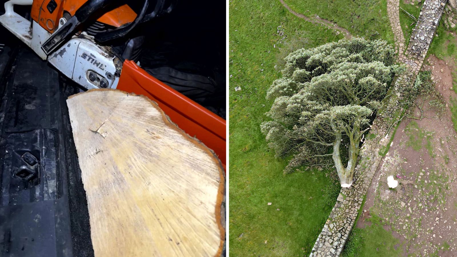 Man accused of felling Sycamore Gap tree told police he was being 'framed'