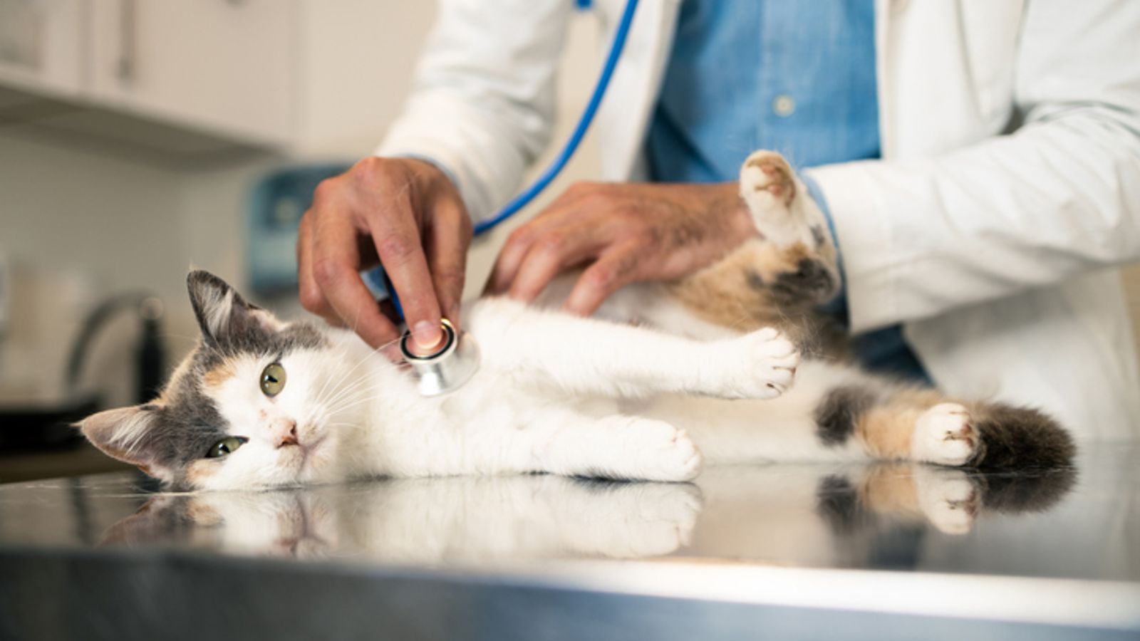 Vets could face temporary price cap on medicines as part of competition probe