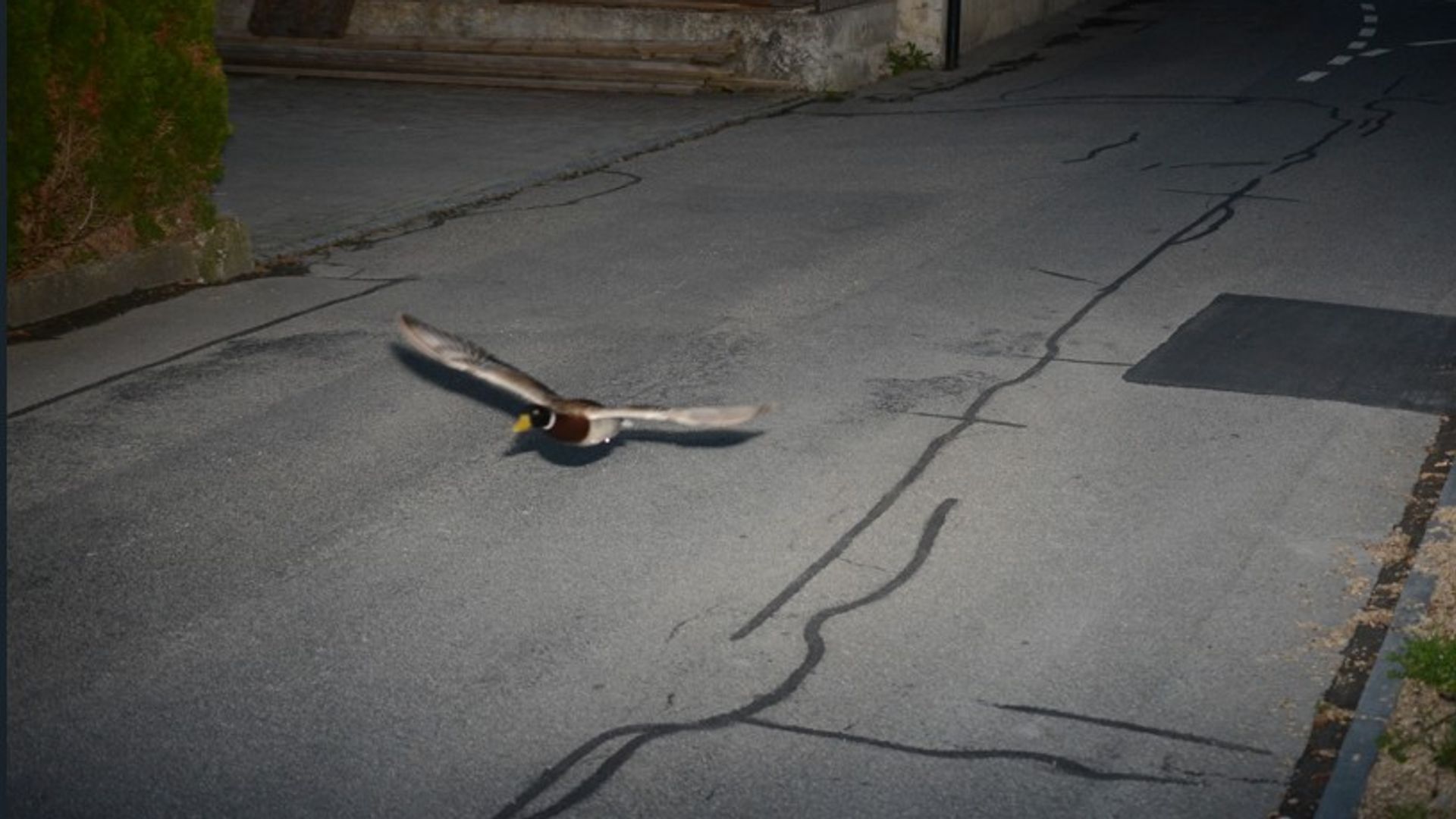 Flying duck caught on speed camera could be repeat offender