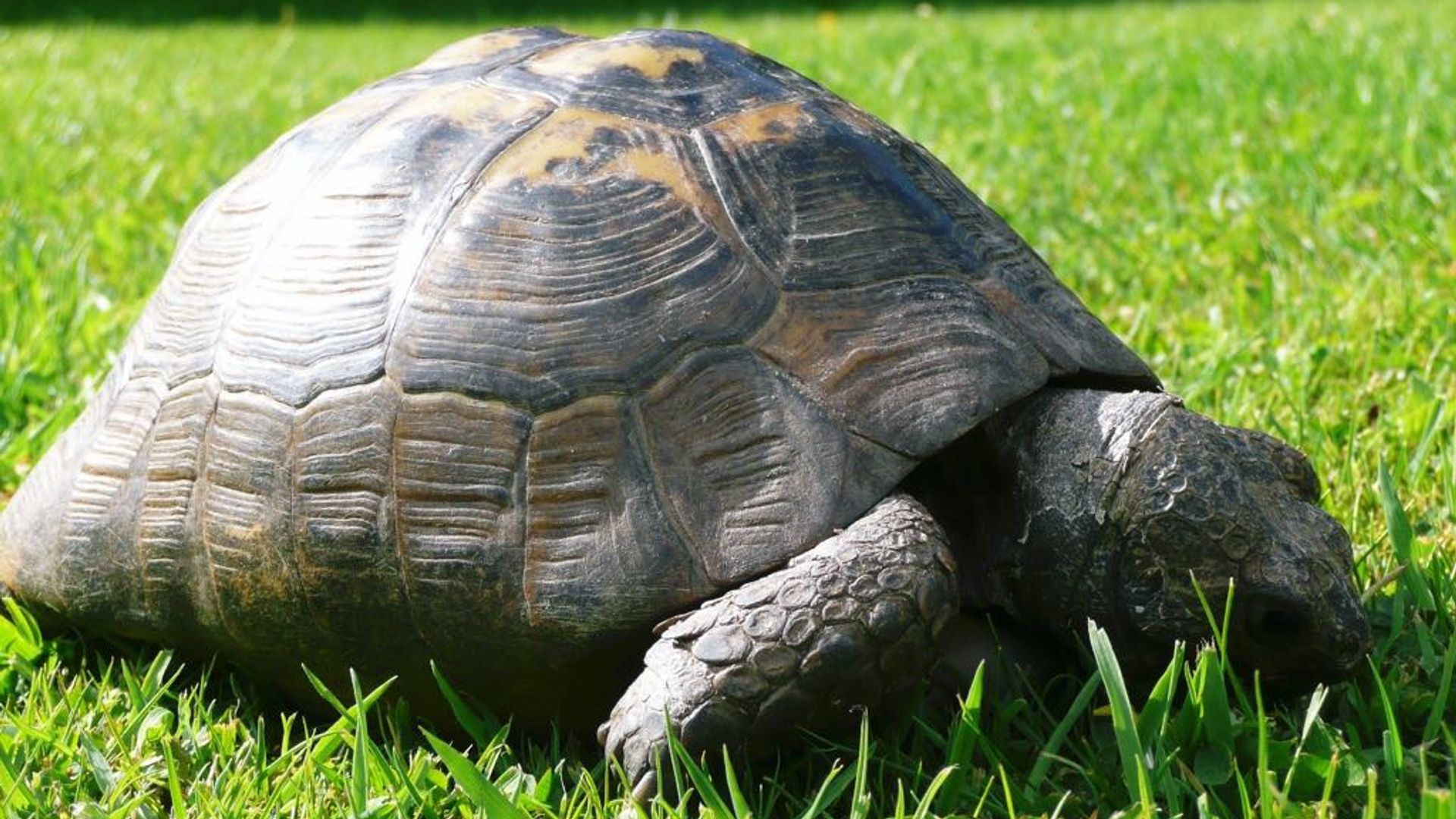 'It's just wrong': Pet owner's plea after 43-year-old tortoise 'taken'