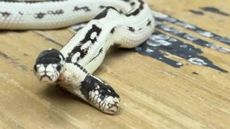 Rare two-headed snake hatched in California