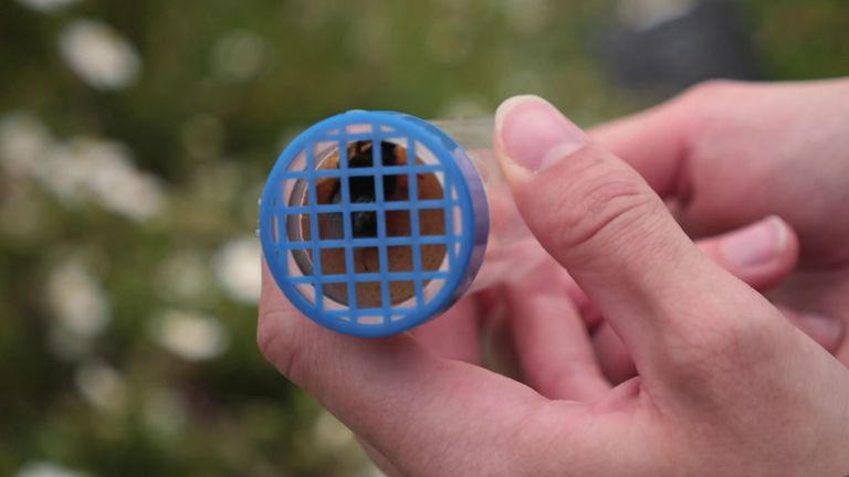 bees
kew gardens
Kew scientists are using a ‘brand new’ study to track which trees bees prefer - to try and stem the decline in our vital pollinators. 

 