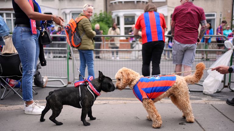 Rogue a French Bulldog and Troy a Cockapoo wearing Crystal Palace colours during the FA Cup winners parade.
Pic: PA