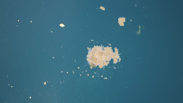 Dolphin poo. Pic: Sarah Perry/WTSWW