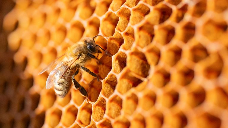 06 March 2025, Berlin: A honey bee walks across honeycombs. Photo by: Hauke Schr'der/picture-alliance/dpa/AP Images
