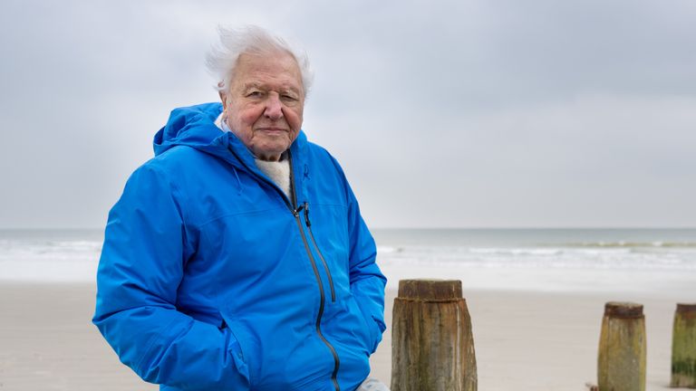Ocean With David Attenborough. Pic: Silverback Films/ Open Planet Studios
