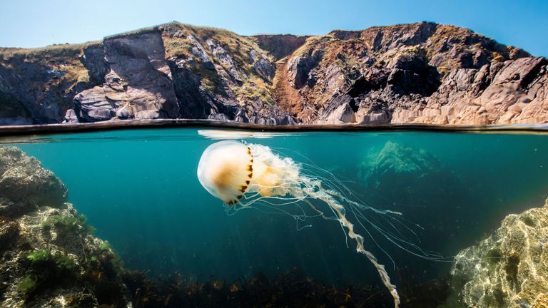 Ocean z Davidem Attenborough. Fot.: Silverback Films/Open Planet Studios