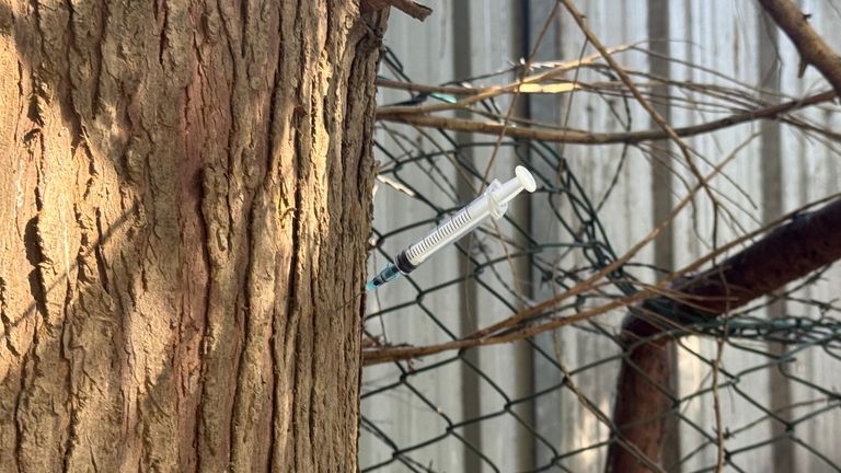 A needle stuck into a tree