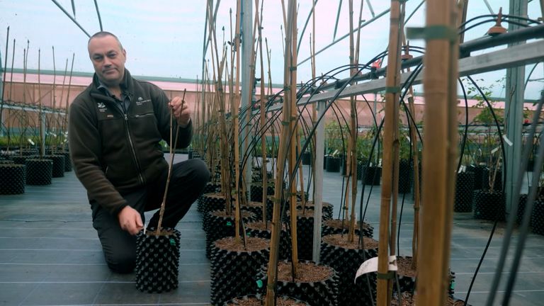 Twigs and seeds from the felled Sycamore Gap tree were saved by the National Trust and are being cared for in hopes the iconic tree can live on. The planted seedlings have now reached &#34;four to five feet tall&#34;, says National Trust worker Chris.