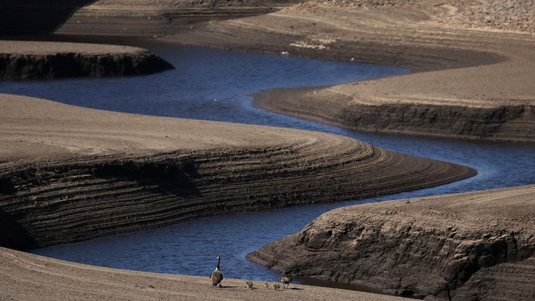 A family of geese walk across a partially dried-out section of the bed of the Woodhead Reservoir after a prolonged period without rain, which resulted in water levels dropping, near Tintwistle, Britain, May 13, 2025. REUTERS/Phil Noble