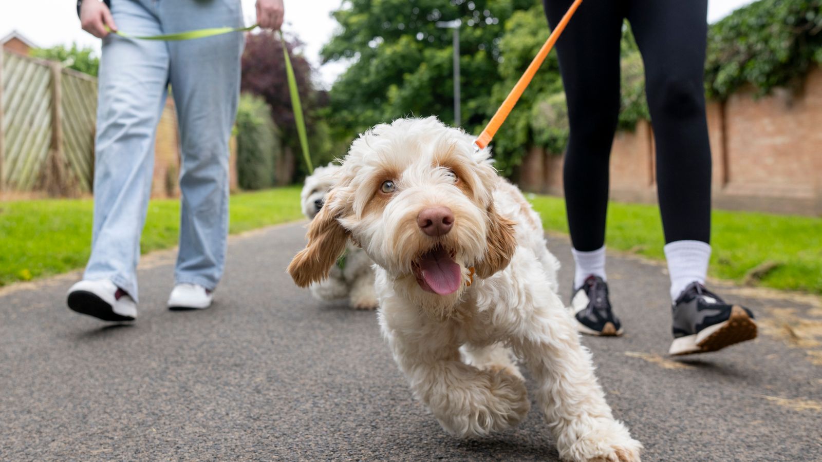 Injured dog walkers could be costing NHS £23m a year