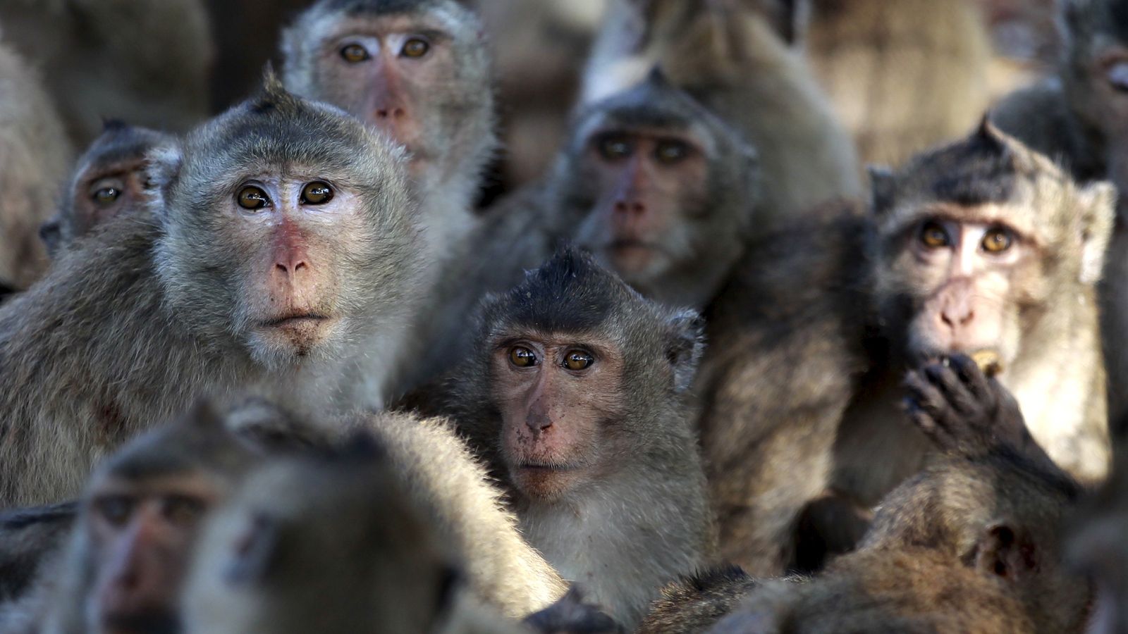 Natalie Herron: Scottish woman jailed for sharing monkey torture videos