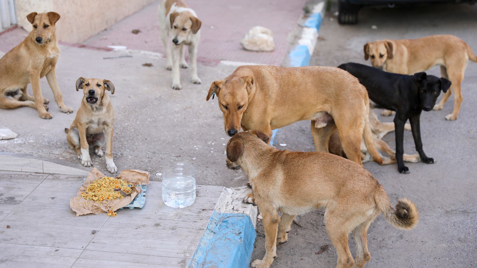 Person dies in Yorkshire from rabies after contact with stray dog while on holiday in Morocco