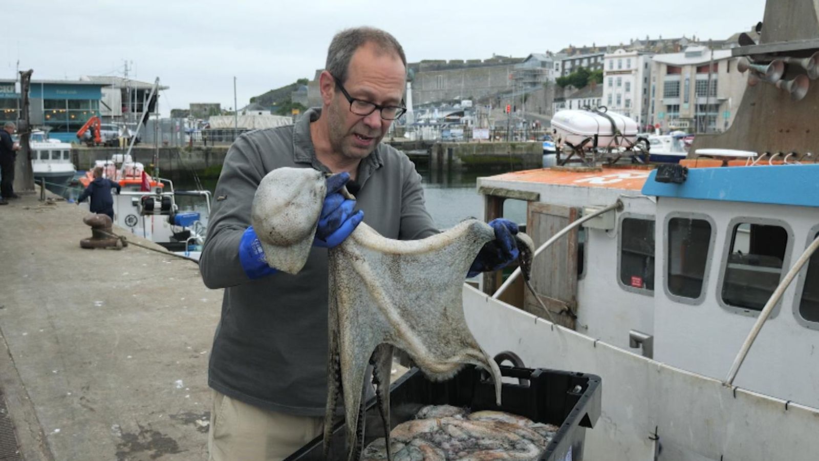 Octopus boom along England's southwest coast down to 'perfect storm'