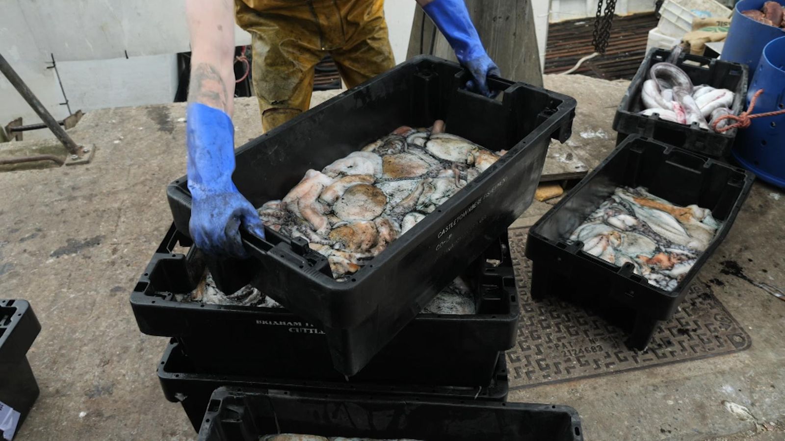 Octopus boom along England's southwest coast down to 'perfect storm'
