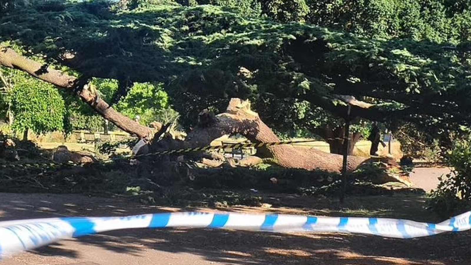 Girl, 7, dies after tree collapses at park in Southend